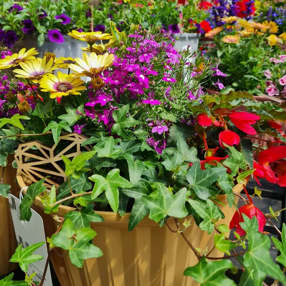 Summer Planted Container - image 1