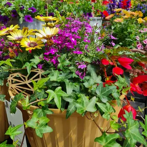 Summer Planted Container - image 1