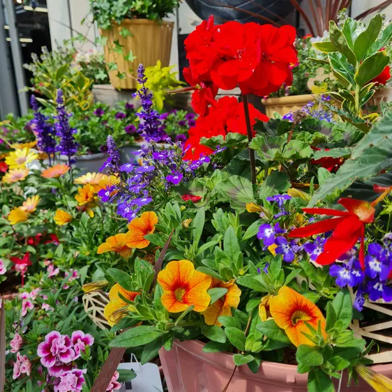 Summer Planted Container - image 2