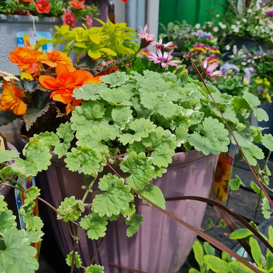 Summer Planted Container - image 3