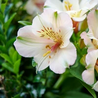 Summer Valley® Series