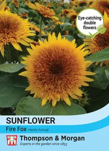 Sunflower Fire Fox - image 1
