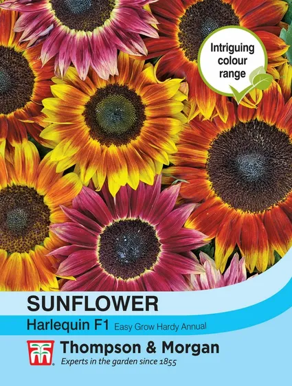 Sunflower Harlequin Mix F1 - image 1