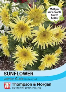 Sunflower Lemon Cutie F1 - image 1