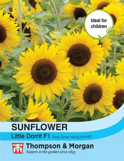 Sunflower Little Dorrit F1 - image 1