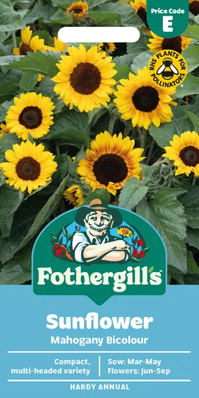 Sunflower Mahogany - image 1