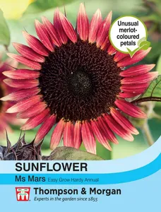 Sunflower Ms Mars - image 1