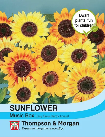 Sunflower Music Box - image 1
