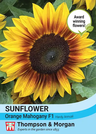 Sunflower Orange Mahogany F1 - image 1