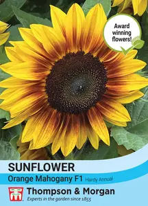 Sunflower Orange Mahogany F1 - image 1