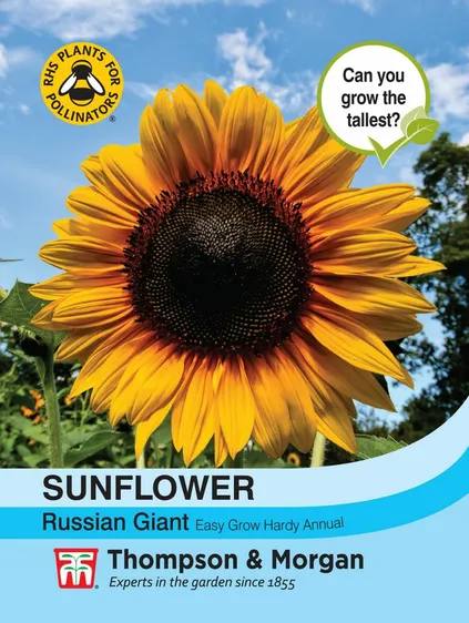 Sunflower Russian Giant - image 1