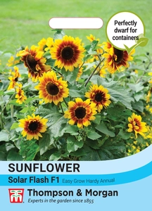 Sunflower Solar Flash F1 - image 1