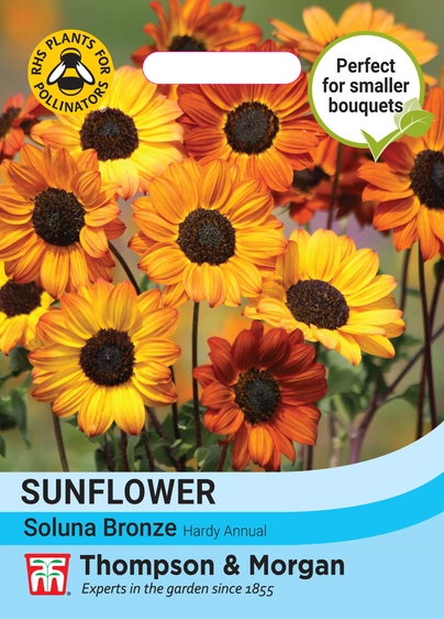 Sunflower Soluna Bronze - image 1