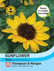 Sunflower Tanja F1 - image 1