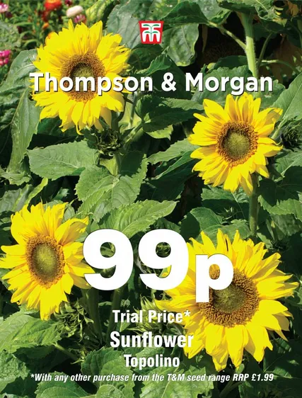 Sunflower Topolino - image 1