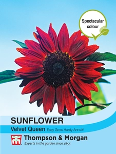 Sunflower Velvet Queen - image 1