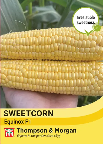 Sweet Corn Equinox F1 Seeds - image 1
