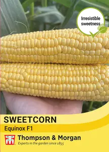 Sweet Corn Equinox F1 Seeds - image 1