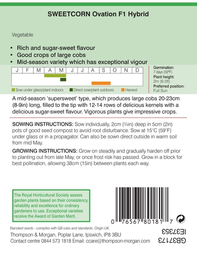 Sweet Corn Ovation F1 - image 2