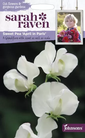 Sweet Pea April in Paris - image 1