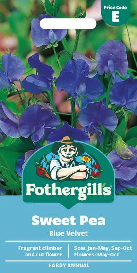 Sweet Pea Blue Velvet Seeds - image 1