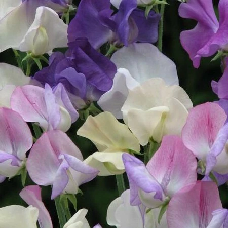 Image Credit: Ball Horticultural Company