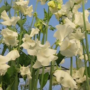 Sweet Pea 'Cathy' 9cm