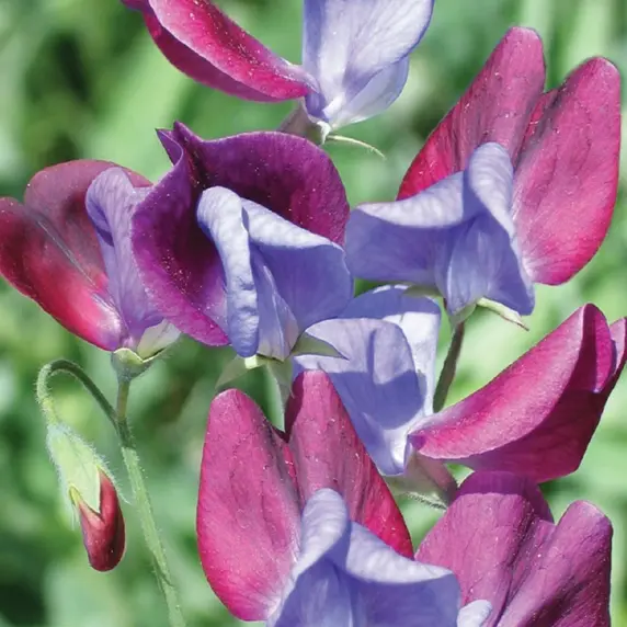 Sweet Pea 'Cupani'