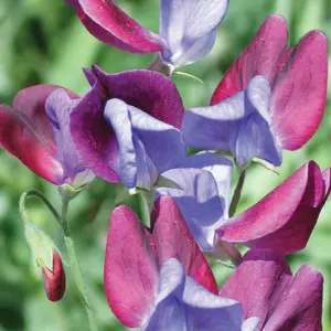 Sweet Pea 'Cupani'