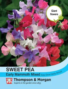 Sweet Pea Early Mammoth Mixed - image 1