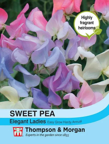 Sweet Pea Elegant Ladies - image 1