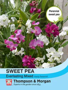 Sweet Pea Everlasting Mixed - image 1