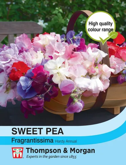 Sweet Pea Fragrantissima - image 1