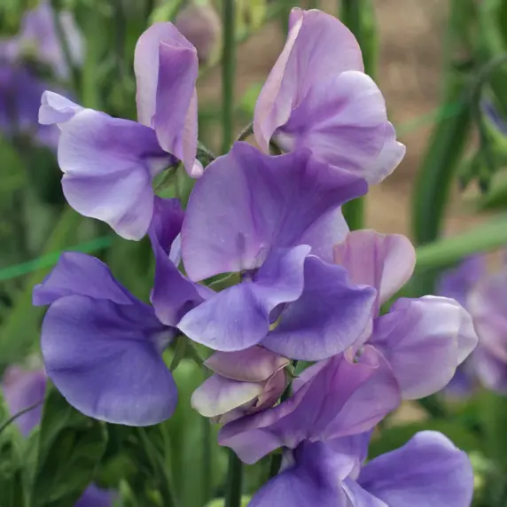 Sweet Pea 'Heathcliff'