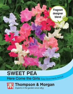 Sweet Pea Here Come the Girls - image 1