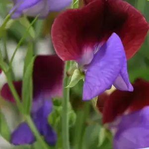 Sweet Pea 'Matucana'