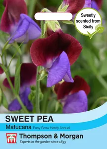 Sweet Pea Matucana - image 1