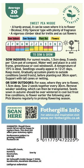 Sweet Pea Miggie - image 2