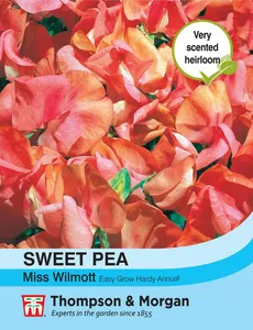 Sweet Pea Miss Willmott - image 1