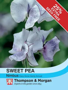 Sweet Pea Nimbus - image 1