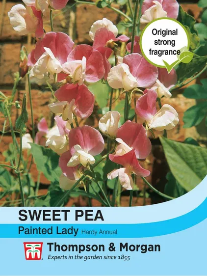 Sweet Pea Painted Lady - image 1