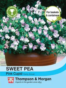 Sweet Pea Pink Cupid - image 1