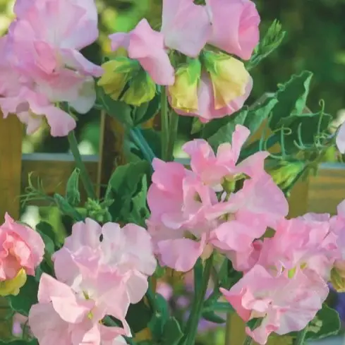 Sweet Pea 'Princess Elizabeth'
