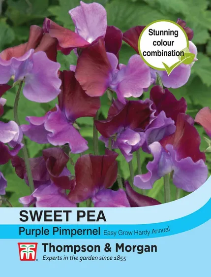 Sweet Pea Purple Pimpernel - image 1
