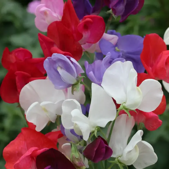 Sweet Pea 'Spencer Mixed' 9cm - image 1