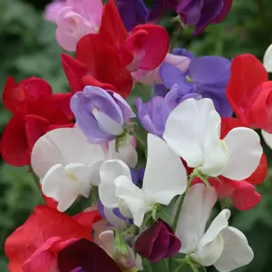 Sweet Pea 'Spencer Mixed' 9cm - image 1