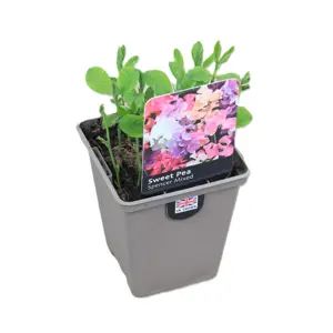 Sweet Pea 'Spencer Mixed'