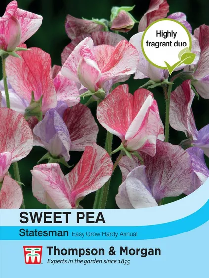 Sweet Pea Statesman Mixed - image 1