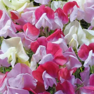 Sweet Pea 'Strawberry Sundae'
