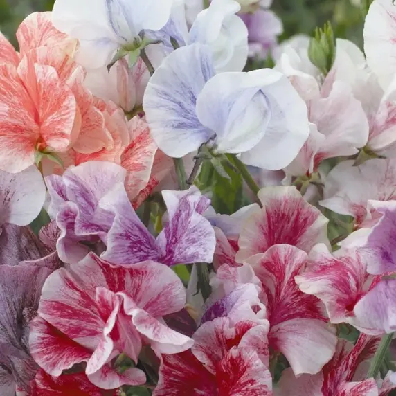 Sweet Pea 'Streamers Mix'